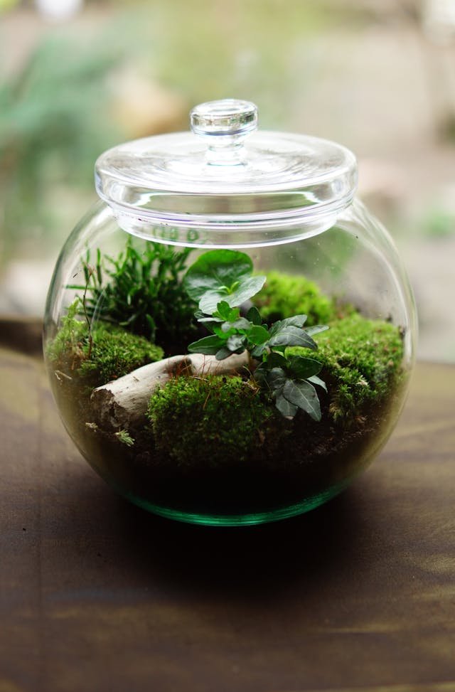 Terrarium Workshop