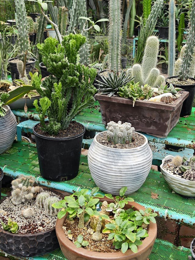 Snake Plant