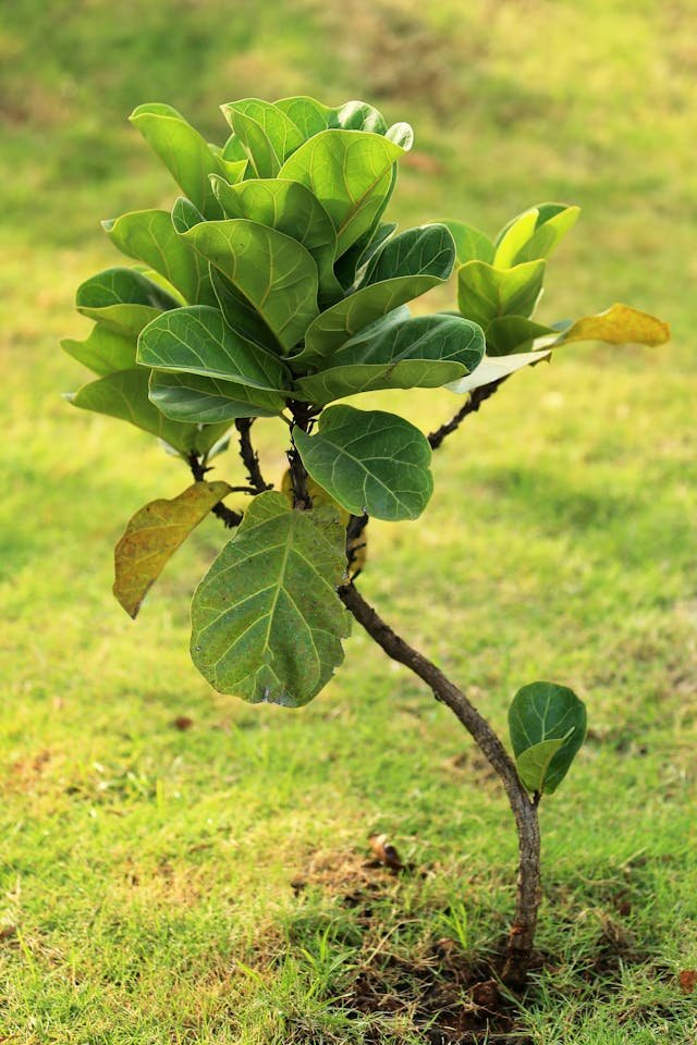 Fiddle leaf fig plant