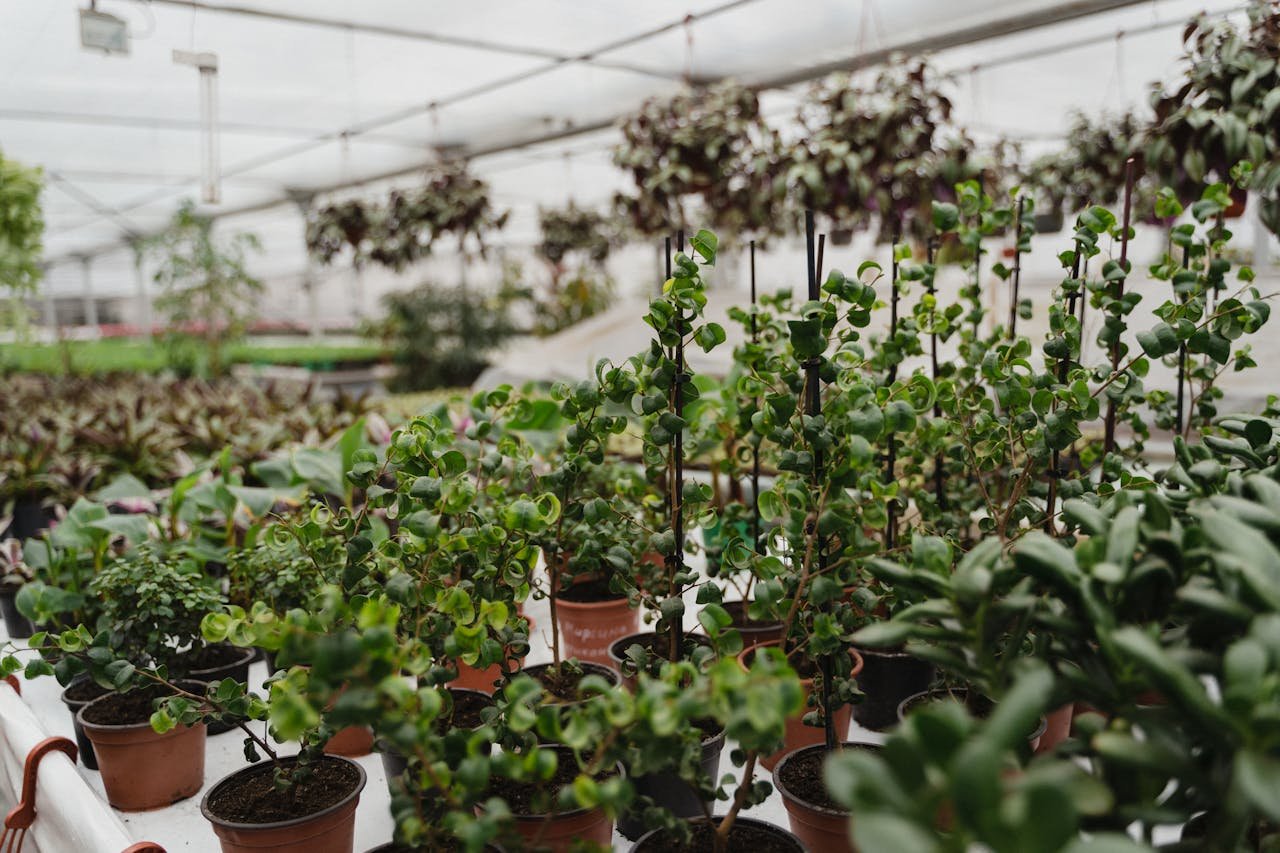 Orchid Festival with colorful blooms displayed in the greenhouse