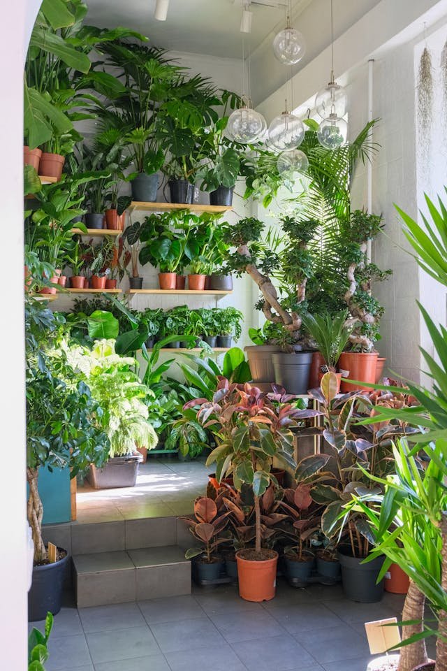 Indoor plants collection