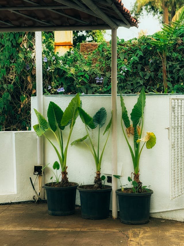 Outdoor garden plants