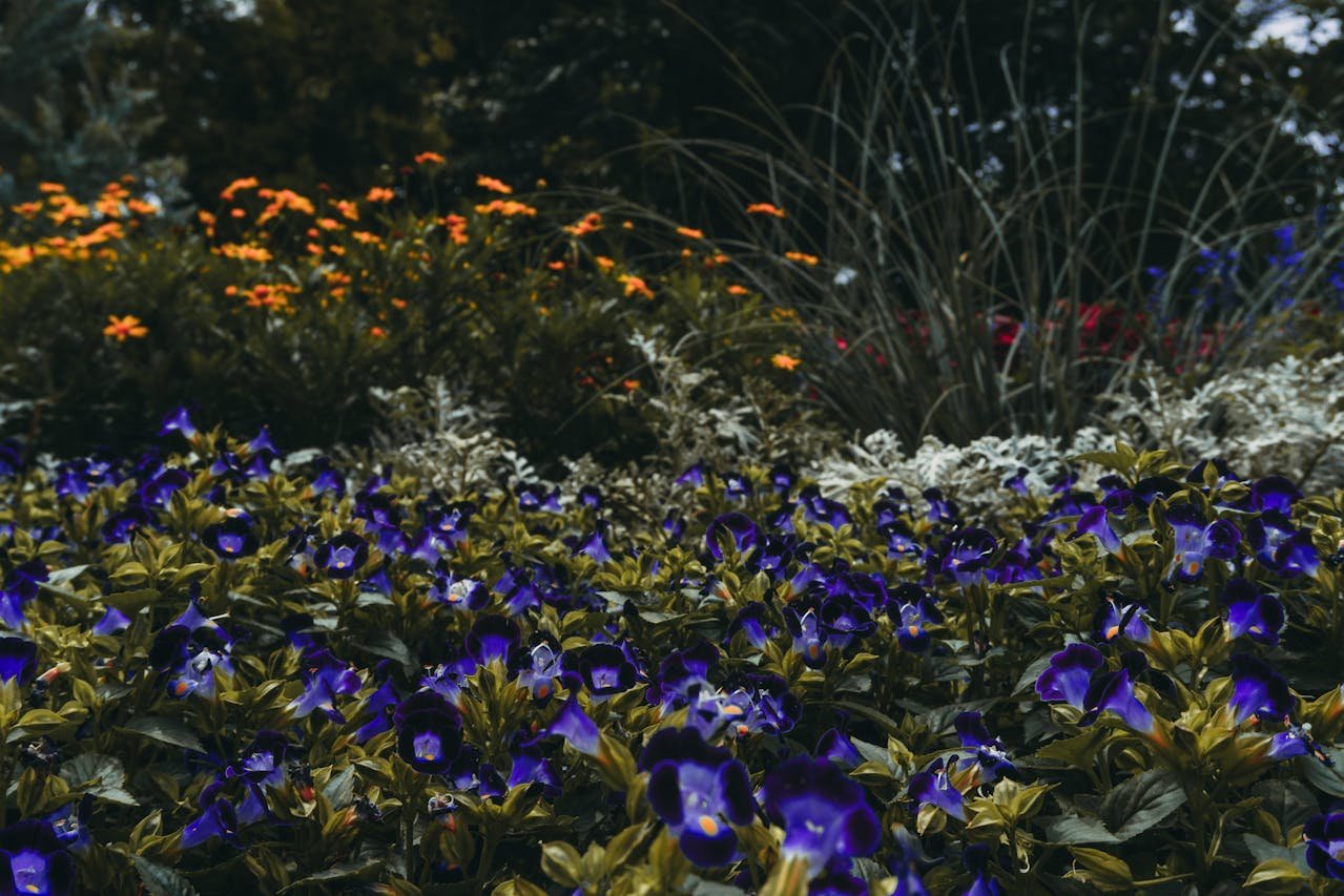 Spring blooms at Botanica