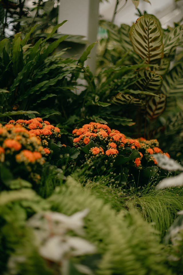 Summer Bloom Festival
