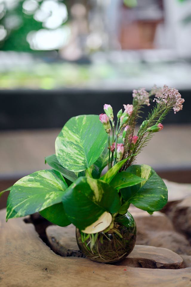 Pothos N'Joy — variegated trailing plant