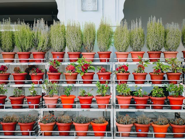 Decorative pots and planters