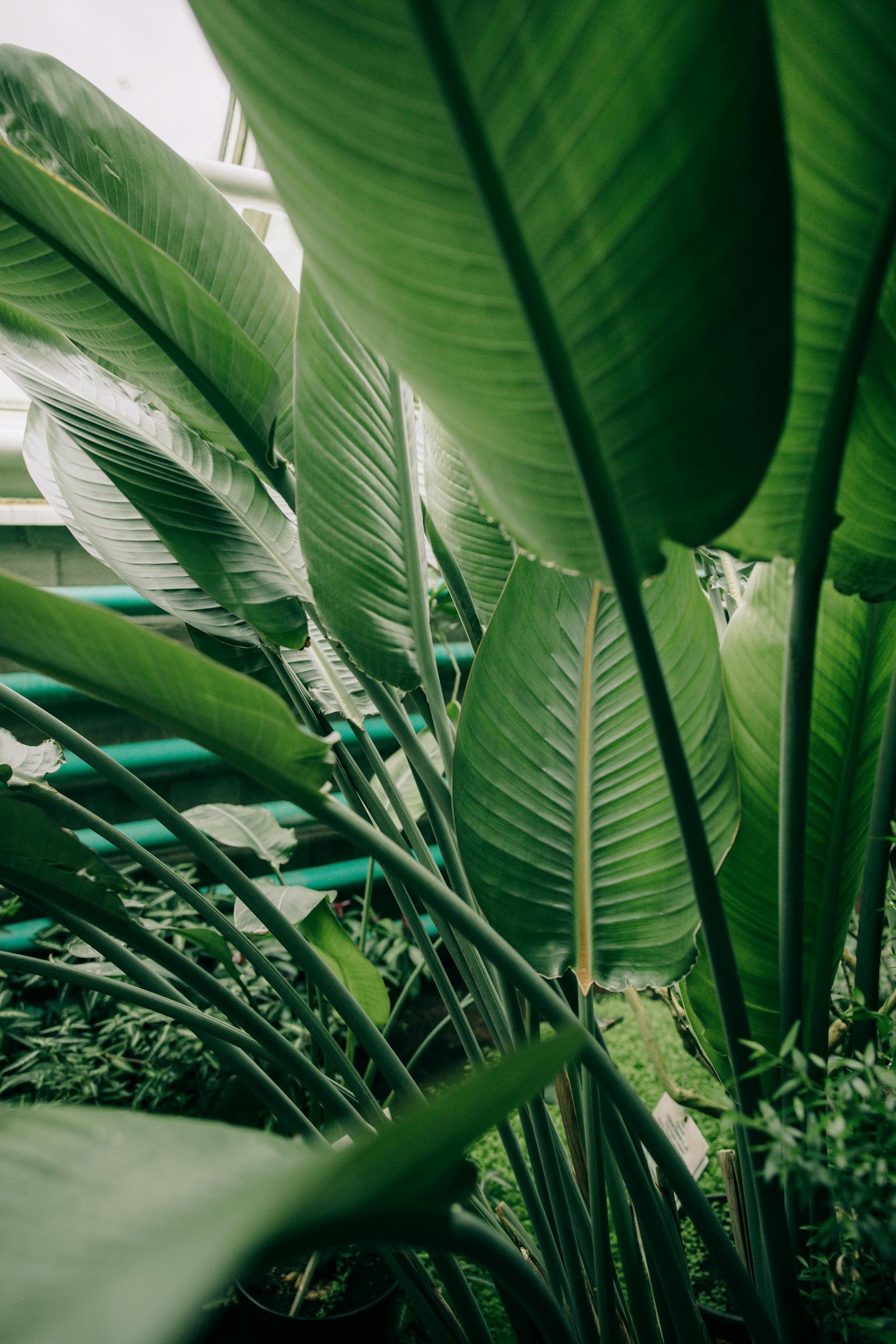Heliconia — tropical bird-of-paradise-like flower